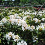Rhododendron (Cunninghams White)